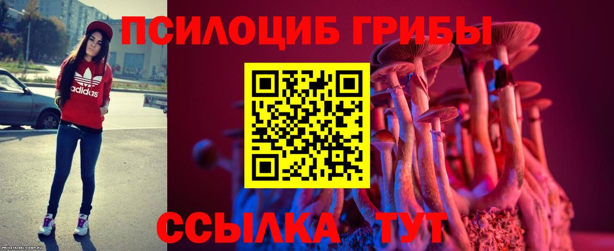 Псилоцибиновые грибы Psilocybe Новосибирск